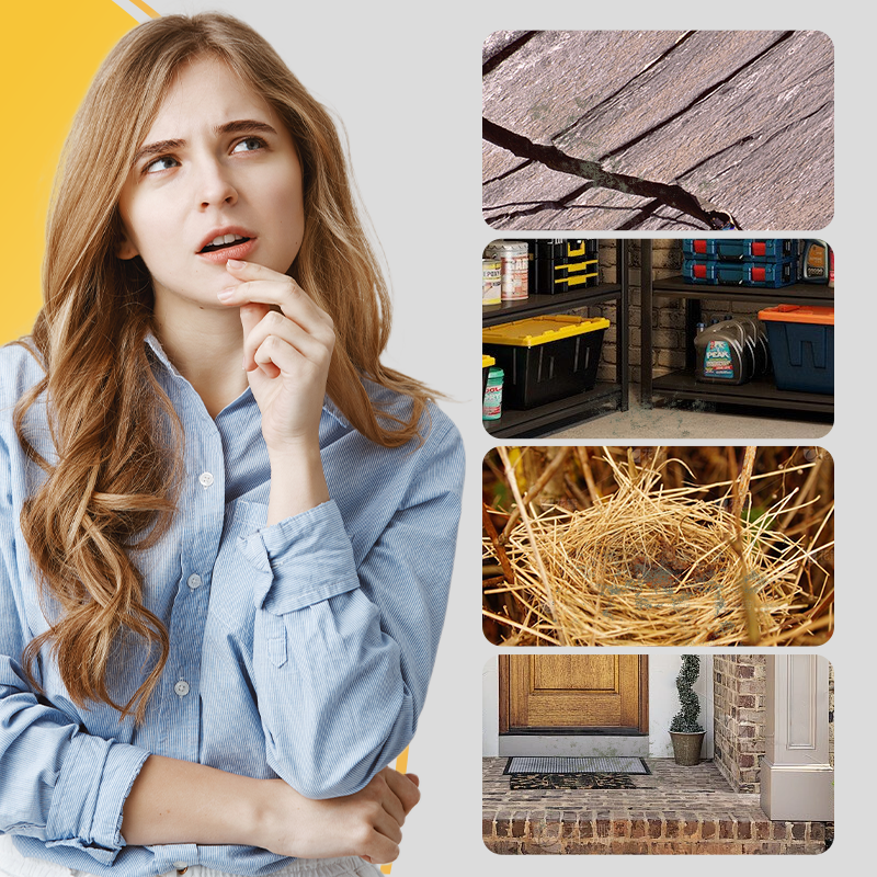 Peppermint Oil Rodent Repellent Spray